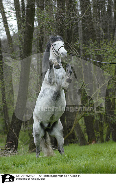 steigender Andalusier / AP-02497