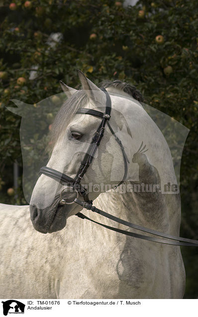 Andalusier / andalusian horse / TM-01676