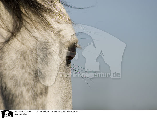 Andalusier / Andalusian horse / NS-01186