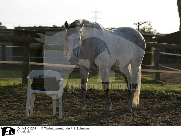 Andalusier / Andalusian horse / NS-01207