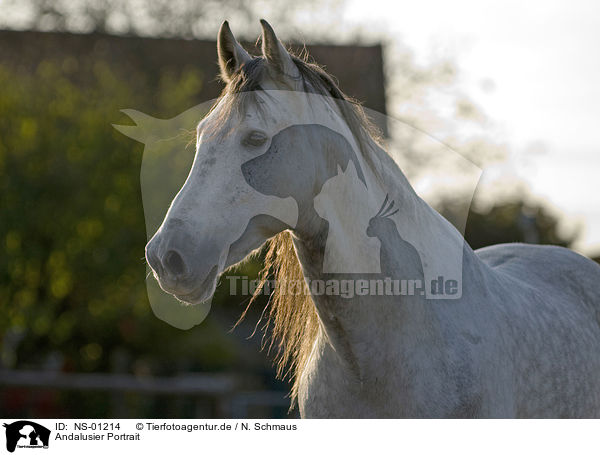 Andalusier Portrait / Andalusian horse portrait / NS-01214