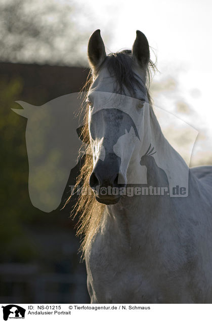 Andalusier Portrait / Andalusian horse portrait / NS-01215