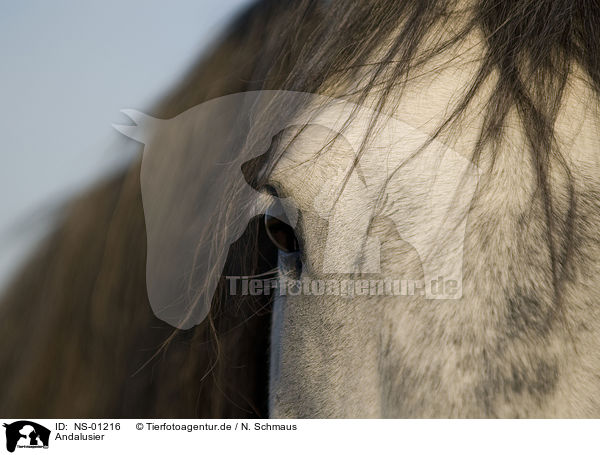 Andalusier / Andalusian horse / NS-01216