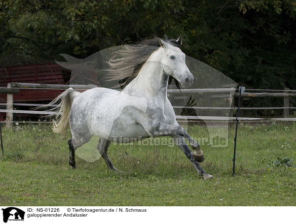 galoppierender Andalusier / galloping Andalusian horse / NS-01226
