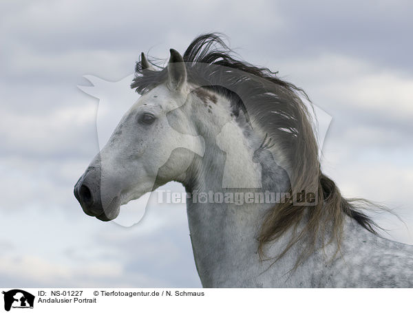 Andalusier Portrait / Andalusian horse portrait / NS-01227