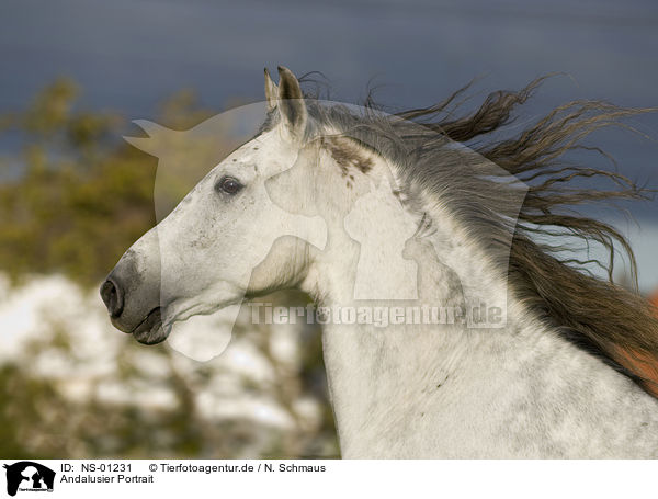 Andalusier Portrait / Andalusian horse portrait / NS-01231