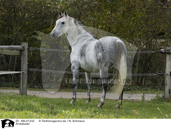 Andalusier / Andalusian horse / NS-01232