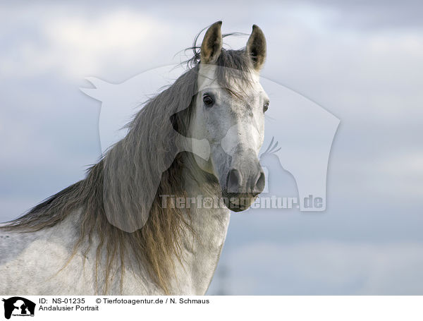 Andalusier Portrait / Andalusian horse portrait / NS-01235