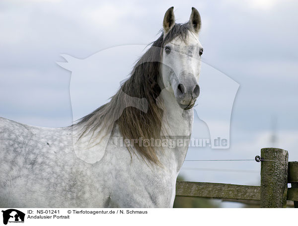 Andalusier Portrait / Andalusian horse portrait / NS-01241