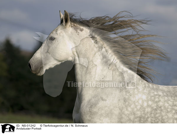 Andalusier Portrait / Andalusian horse portrait / NS-01242