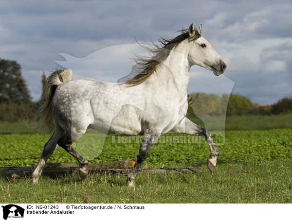 trabender Andalusier / trotting Andalusian horse / NS-01243