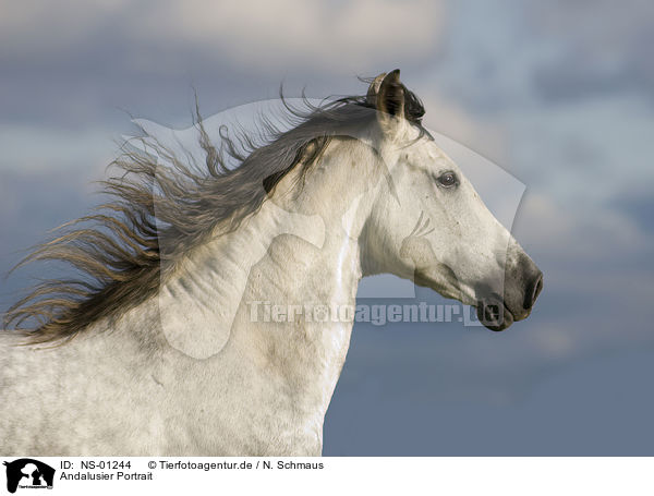 Andalusier Portrait / Andalusian horse portrait / NS-01244