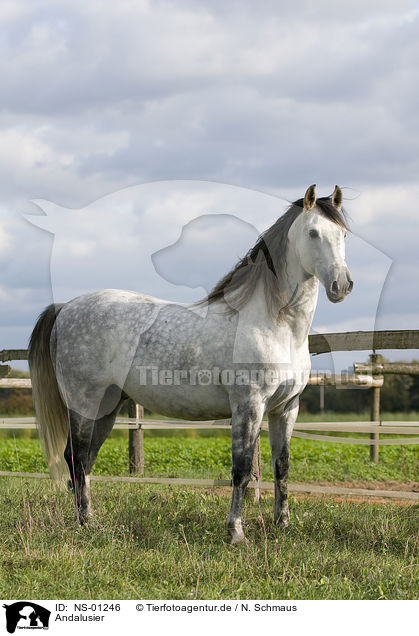 Andalusier / Andalusian horse / NS-01246