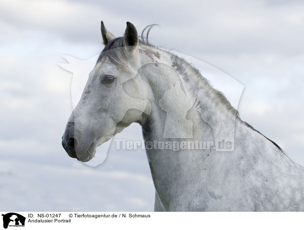 Andalusier Portrait / Andalusian horse portrait / NS-01247