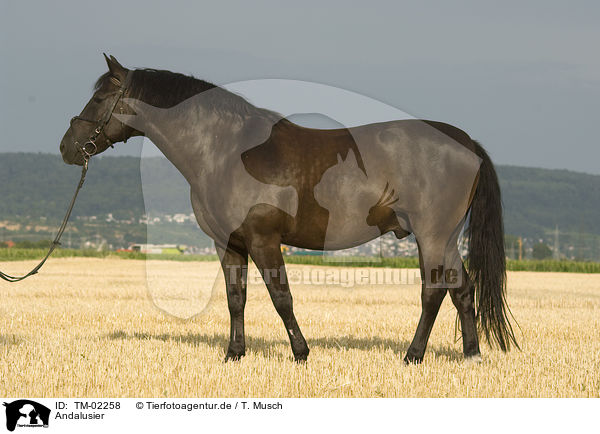 Andalusier / Andalusian horse / TM-02258