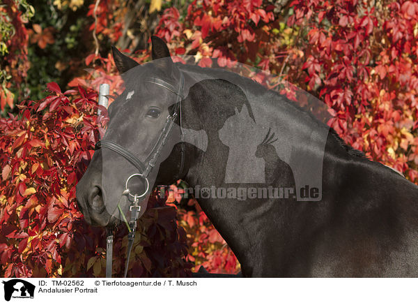 Andalusier Portrait / Andalusian horse portrait / TM-02562