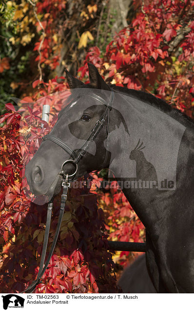 Andalusier Portrait / Andalusian horse portrait / TM-02563
