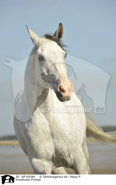 Andalusier Portrait / Andalusian horse portrait / AP-09384