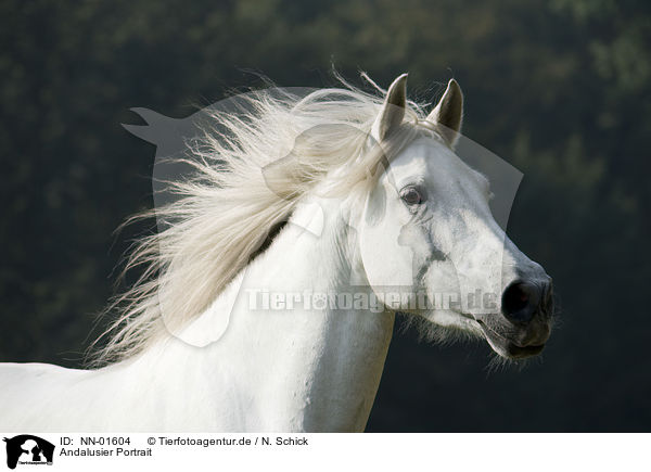 Andalusier Portrait / Andalusian horse portrait / NN-01604