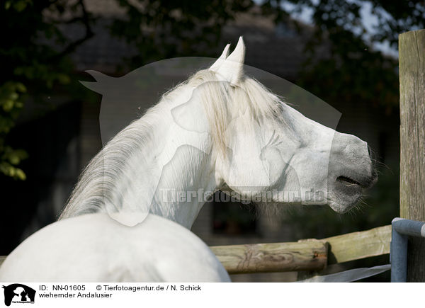 wiehernder Andalusier / whinnying Andalusian horse / NN-01605