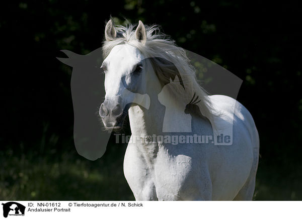 Andalusier Portrait / Andalusian horse portrait / NN-01612