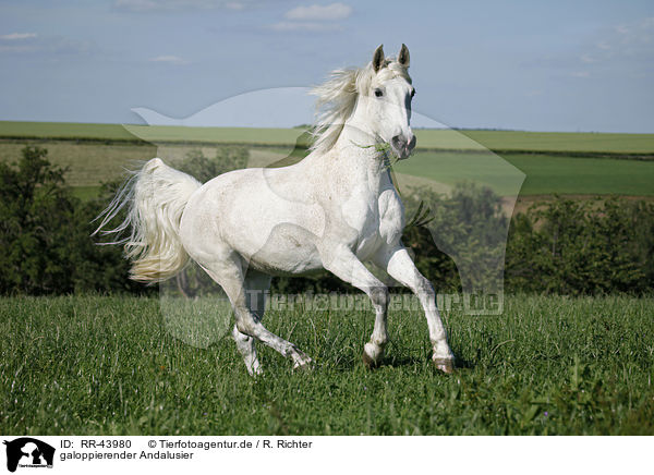 galoppierender Andalusier / RR-43980
