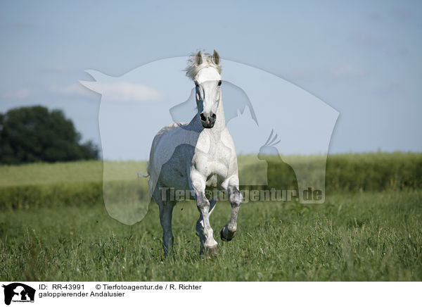 galoppierender Andalusier / galloping Andalusian horse / RR-43991