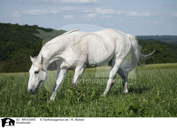 Andalusier / Andalusian horse / RR-43995