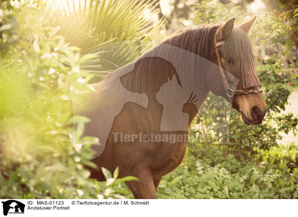 Andalusier Portrait / Andalusian horse portrait / MAS-01123
