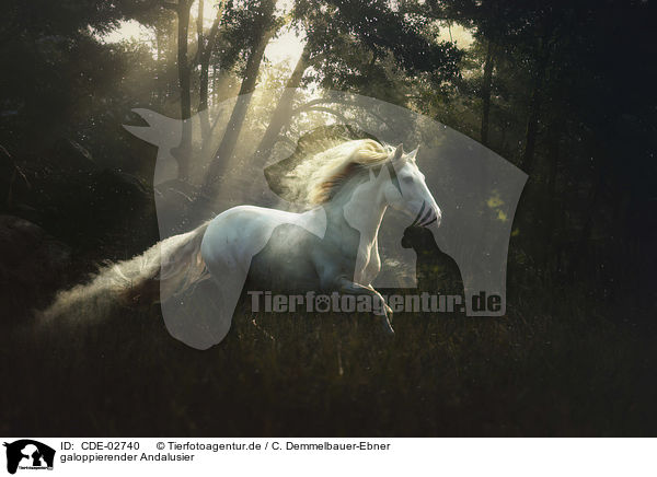 galoppierender Andalusier / CDE-02740