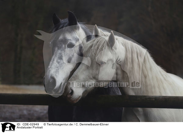 Andalusier Portrait / Andalusian Horse portrait / CDE-02949
