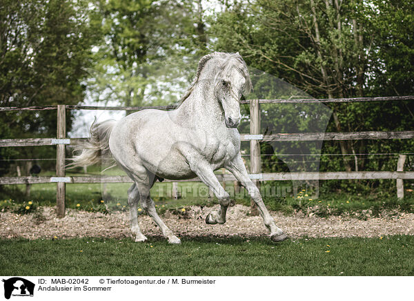 Andalusier im Sommerr / Andalusian horse in summer / MAB-02042