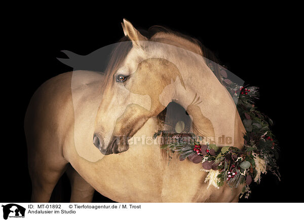 Andalusier im Studio / MT-01892