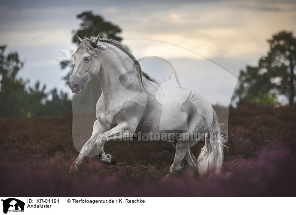 Andalusier / Andalusian horse / KR-01191