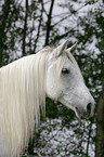 Andalusier im Portrait