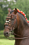 Andalusier im Portrait