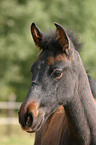 Andalusier Portrait