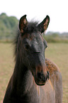 Andalusier Portrait