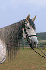 Andalusier Portrait