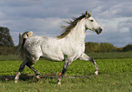 trabender Andalusier