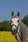 Andalusier Portrait