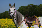 Andalusier Portrait