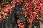 Andalusier Portrait