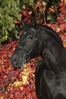 Andalusier Portrait