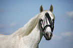 Andalusier Portrait