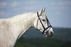 Andalusier Portrait