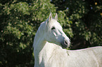 Andalusier Portrait