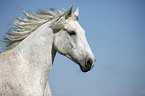 Andalusier Portrait