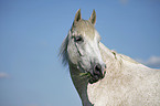 Andalusier Portrait