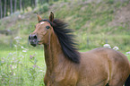 Andalusier Portrait